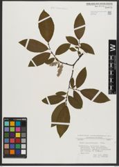 Foto von Salix appendiculata Vill.